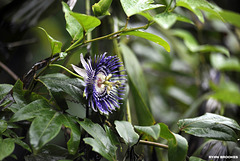20120716-4330 Passiflora 'Soi Fah'