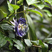 20120716-4330 Passiflora 'Soi Fah'