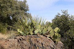 Prickly Pear and Nolina