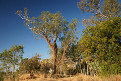 Trees On The Fitzroy River