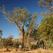 Trees On The Fitzroy River