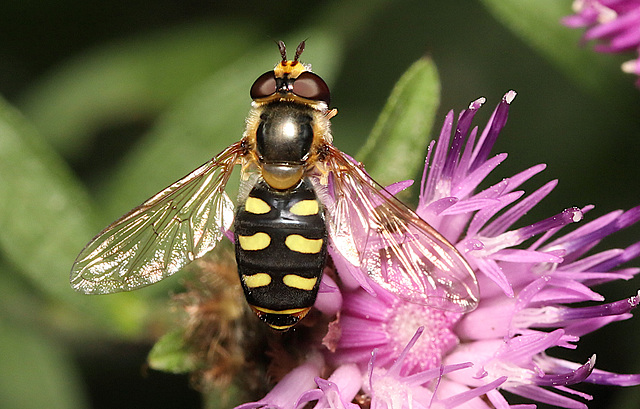 IMG 5144Hoverfly