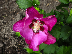 20200829 9636CPw [D~LIP] Roseneibisch (Hibiscus syriacus), Bad Salzuflen