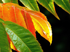 ... parade d'automne en préparation pour le sumac  ...