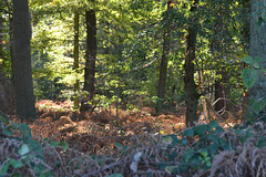 Ferns rode in fall outfit