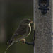 Greenfinch female on a feeder