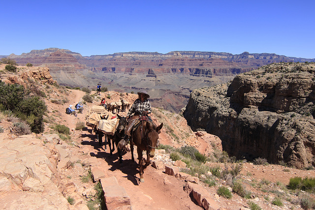 Mule Train at Skeleton Point