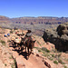 Mule Train at Skeleton Point