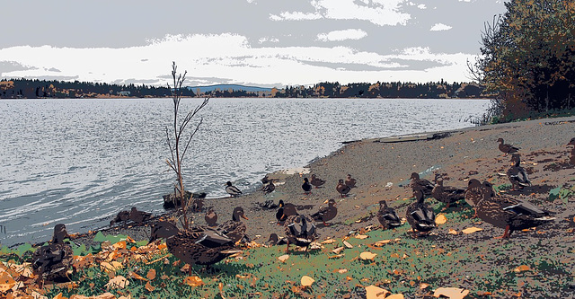 Ducks at the Lake.