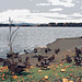 Ducks at the Lake.