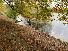 Overhanging tree