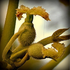 Juglans regia