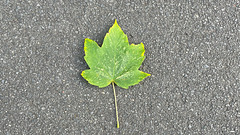 Green in Monochrome: Green (7) Green in Monochrome: Green (7)