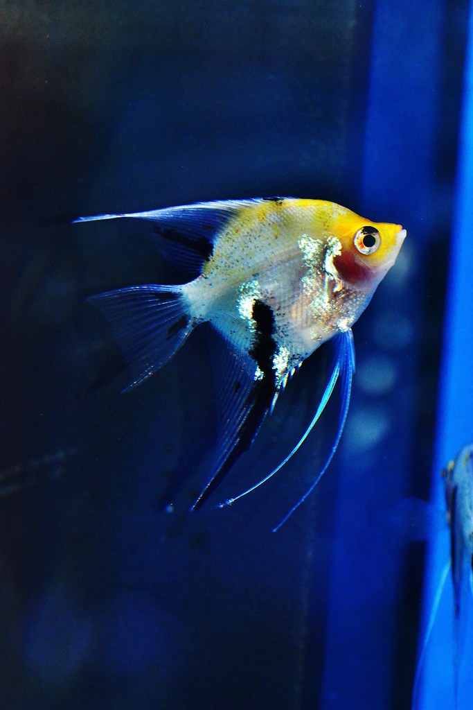 Fuzzy Fish at The Garden Centre