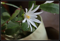 Hatiora hybride blanche (3)