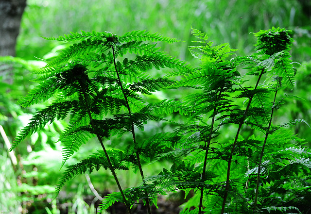 Ferns in Gosforth Woods