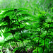 Ferns in Gosforth Woods