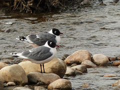 Franklin's Gulls, Bow River, Carburn Park