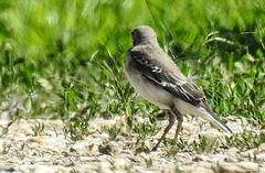 20170519 1684CPw [H] Bachstelze (Motacilla alba) [JV], Nationalpark Fertö-Hansag, Neusiedler See