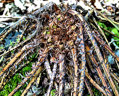 Fragments From Gosforth Woods. Newcastle