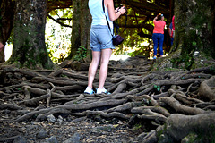 Tangle of roots ~ Walking amongst the trees