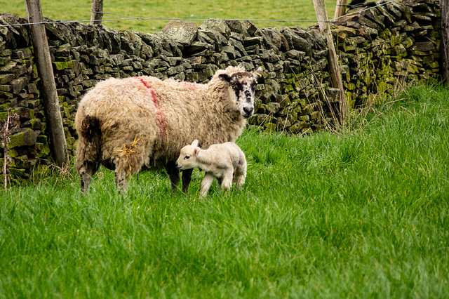 First lambs at Moorfield