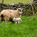 First lambs at Moorfield