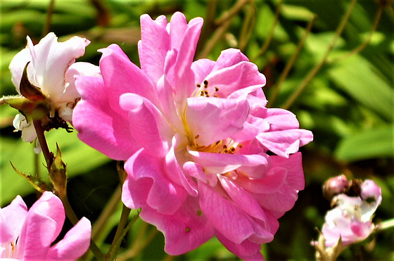 It's a tiny version  of a dog rose