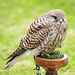 Chester cathedral falconry 14