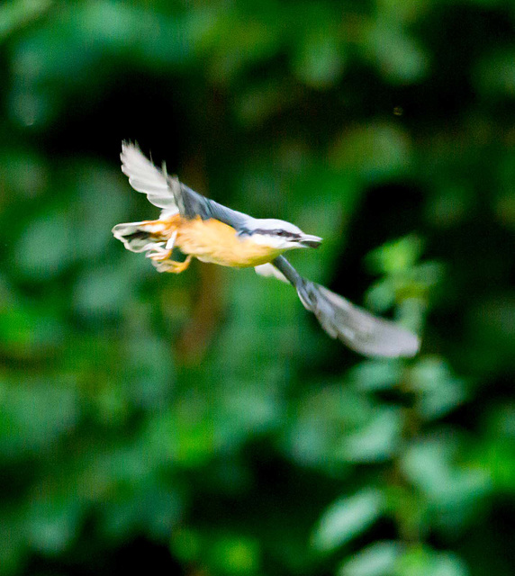 Nuthatch in flight