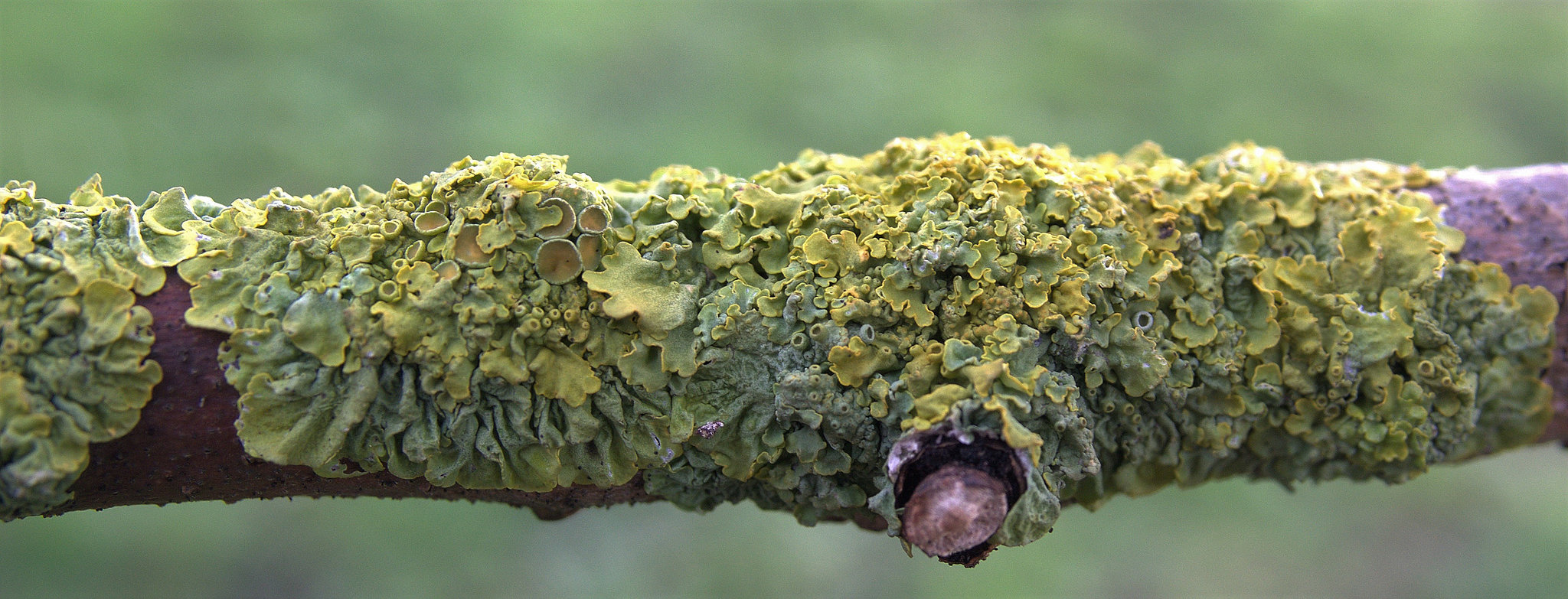 Lichen 1