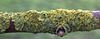Lichen 1