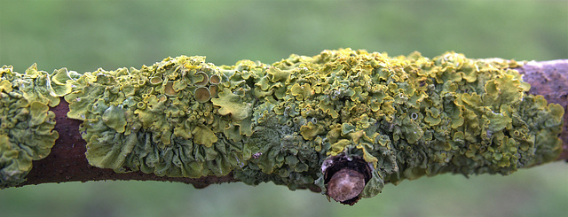 Lichen 1 Lichen 1