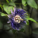 20120715-4211 Passiflora 'Soi Fah'
