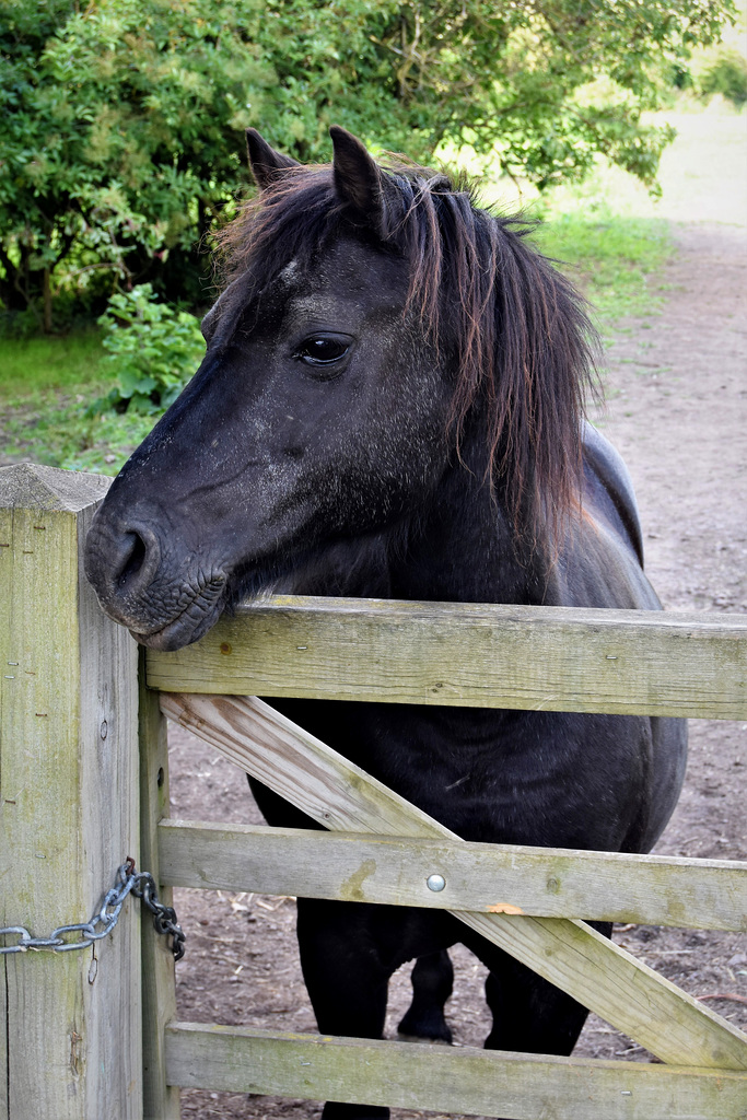 Black Horse looking over a gate.