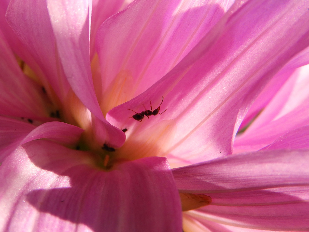 First dahlia