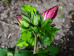 20200829 9637CPw [D~LIP] Roseneibisch (Hibiscus syriacus), Bad Salzuflen