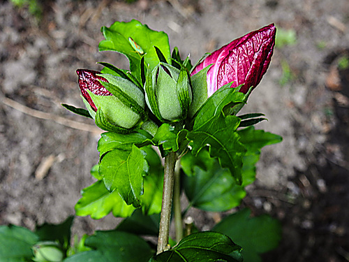 20200829 9637CPw [D~LIP] Roseneibisch (Hibiscus syriacus), Bad Salzuflen