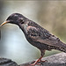 Starling