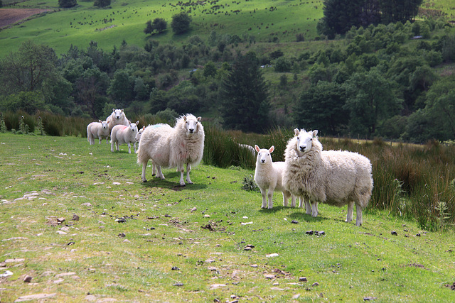 Mountain Sheep