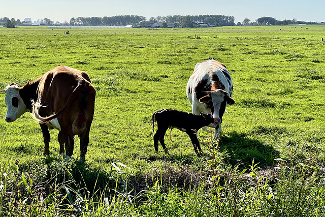 New calf born