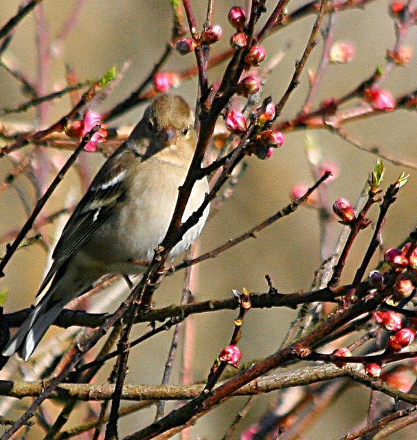 Oiseaux du jardin: Pinson des arbres  femelle