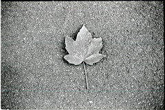 Green in Monochrome (7)