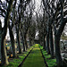 Trees in Whitley Bay Cemetery