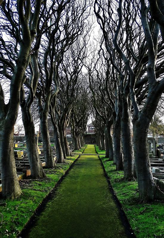 Trees in Whitley Bay Cemetery