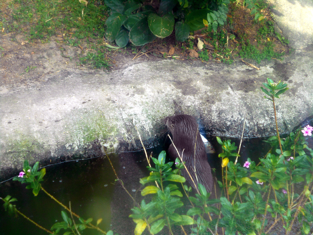 DSCN9588 - lontra-neotropical Lontra longicaudis, Mustelidae