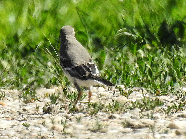 20170519 1685CPw [H] Bachstelze (Motacilla alba) [JV], Nationalpark Fertö-Hansag, Neusiedler See