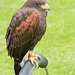 Chester cathedral falconry 15