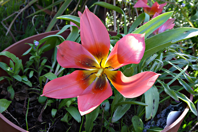 autre merveille du jardin de mon épouse