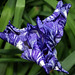 P6061645ac Pretty Blue Iris